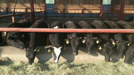 牛にストレスを与えない肥育方法