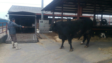 優れた肉牛の飼育管理